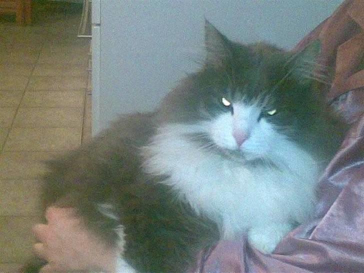 Norsk Skovkat buller - ligger så godt hos mor billede 2