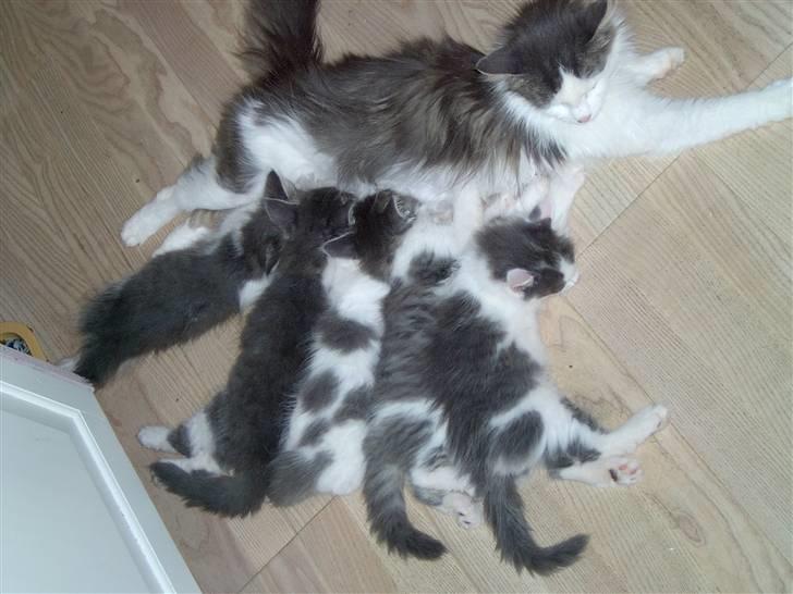 Norsk Skovkat buller - det kuld buller var med i billede 3