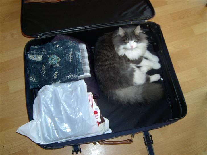 Norsk Skovkat buller - buller vil med på ferie billede 4