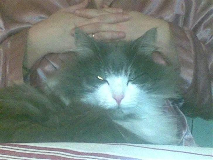 Norsk Skovkat buller - buller ligger og sover i mors arme billede 5