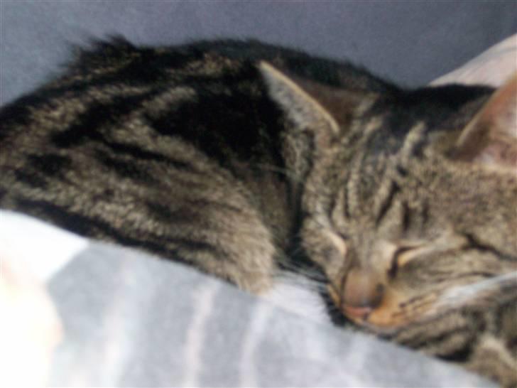 Blanding af racer Stribbe<3 billede 6