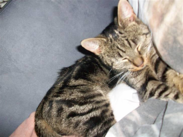 Blanding af racer Stribbe<3 billede 7