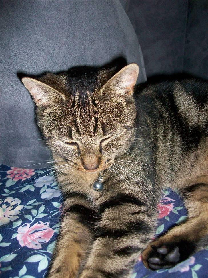 Blanding af racer Stribbe<3 billede 8