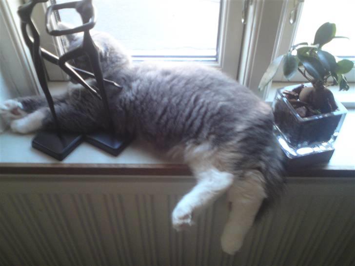 Maine Coon Disney billede 8