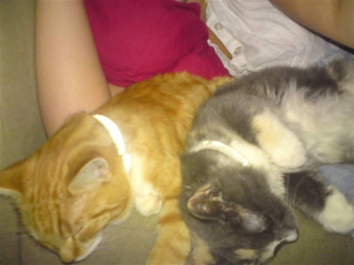 Maine Coon Disney billede 9