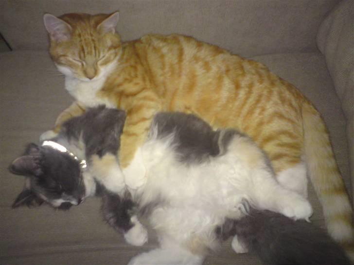 Maine Coon Disney billede 10