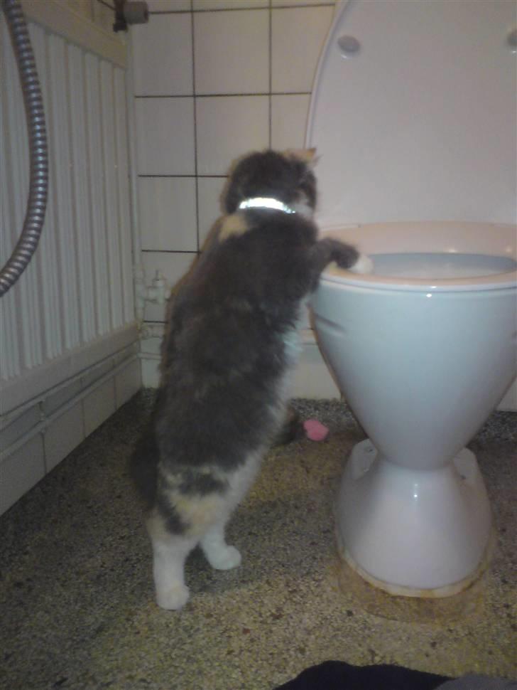 Maine Coon Disney billede 11