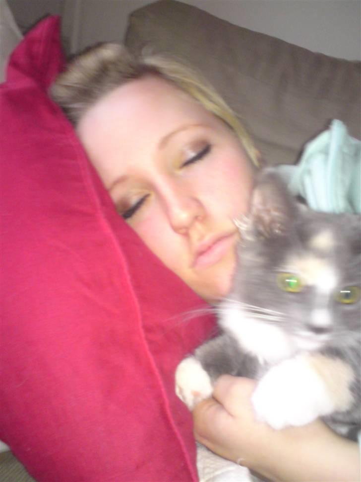 Maine Coon Disney billede 12