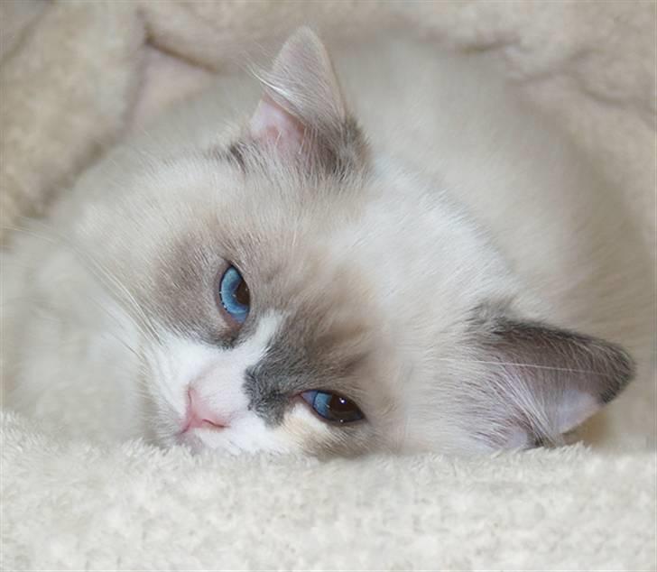 Ragdoll JW Dk Vandoll Celeste billede 8