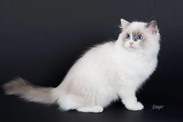 Ragdoll JW Dk Vandoll Celeste billede 9