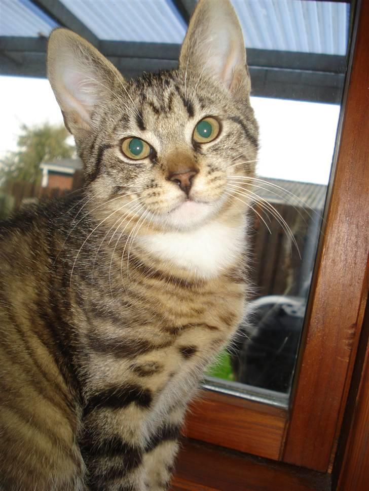 Blanding af racer Lille mis.!. VÆK!.  - Velkommen .. .  billede 1