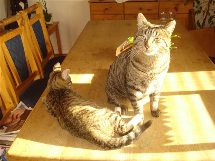 Blanding af racer Lille mis.!. VÆK!.  billede 2