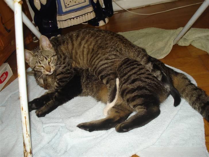 Blanding af racer Lille mis.!. VÆK!.  billede 3