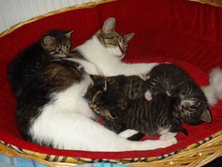 Blanding af racer Lille mis.!. VÆK!.  billede 4