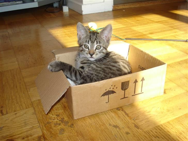 Blanding af racer Lille mis.!. VÆK!.  billede 5