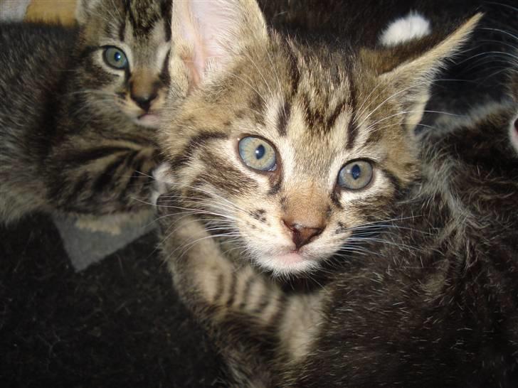 Blanding af racer Lille mis.!. VÆK!.  billede 6