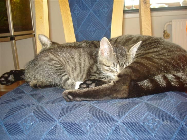 Blanding af racer Lille mis.!. VÆK!.  billede 7