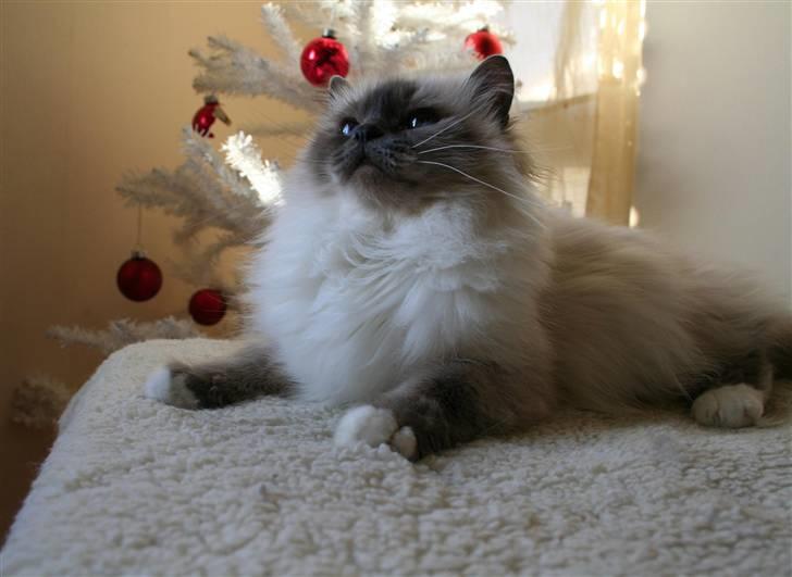 Hellig Birma Dk Odgaards sweet bianna  billede 19