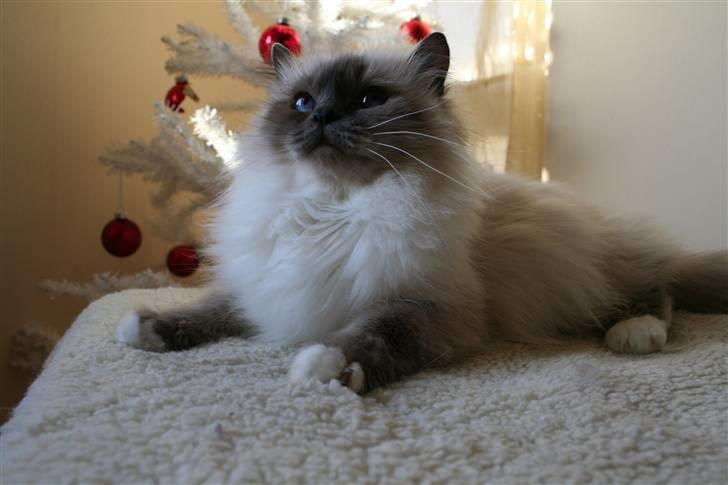 Hellig Birma Dk Odgaards sweet bianna  - dec 20-12-2008 billede 20