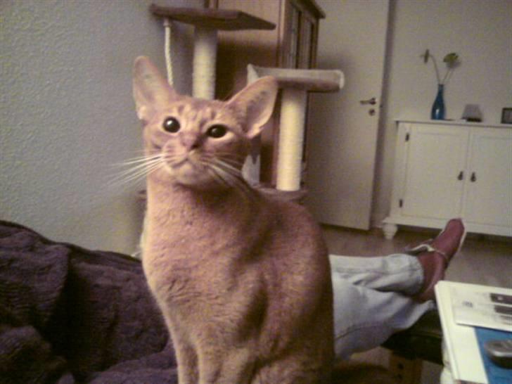 Abyssinier Chanel billede 2