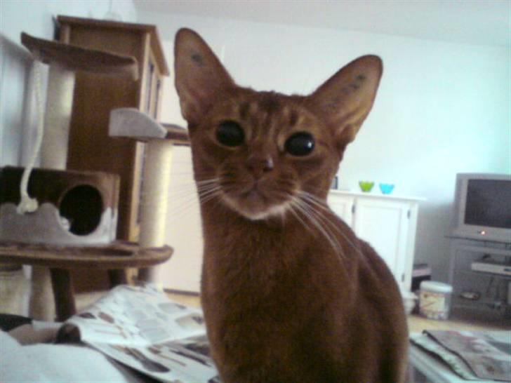 Abyssinier Chanel billede 3
