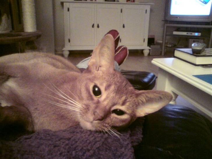 Abyssinier Chanel billede 5