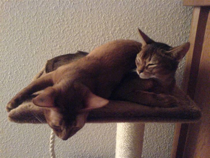 Abyssinier Chanel billede 6