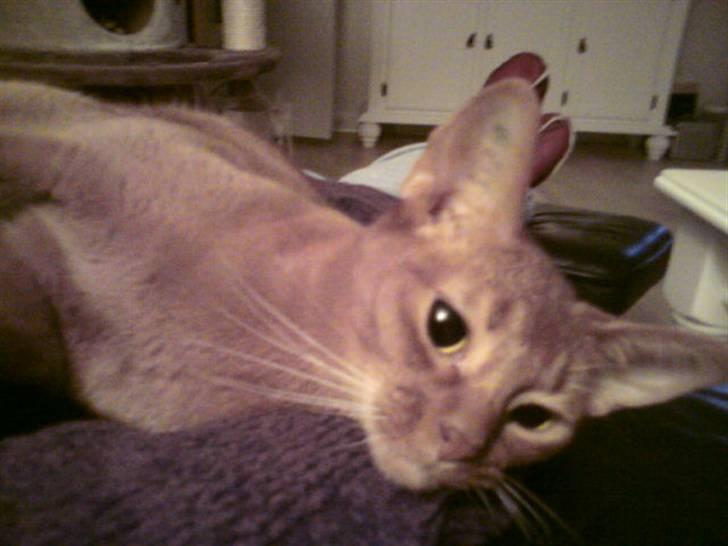 Abyssinier Chanel billede 7