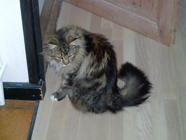 Maine Coon Danilo - her sidder han og kigger. billede 1