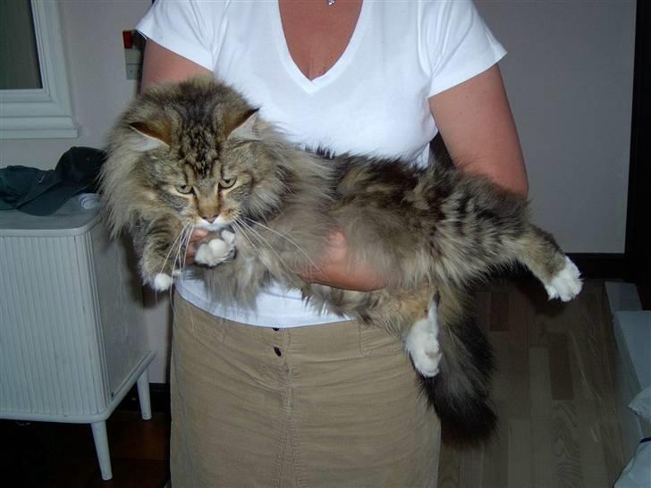 Maine Coon Danilo - her ligger han som når han er til udstilling billede 2