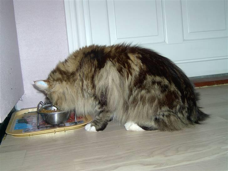 Maine Coon Danilo - her sidder han og spiser billede 3