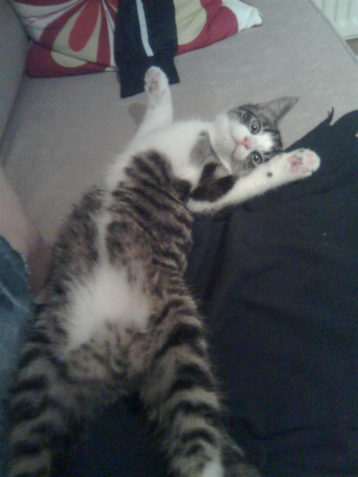 Huskat Morgan - Kraaaaaam mig ! billede 9