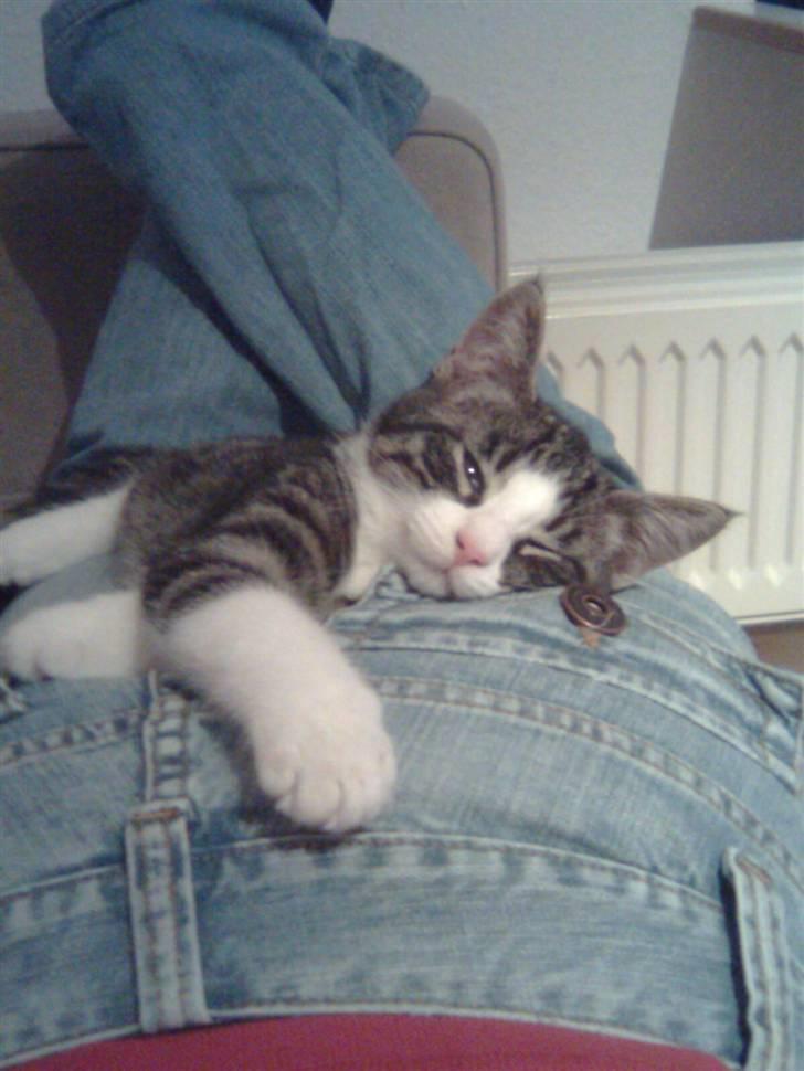 Huskat Morgan billede 10