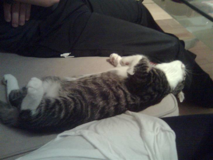 Huskat Morgan - Morgan spiller død ;) billede 11