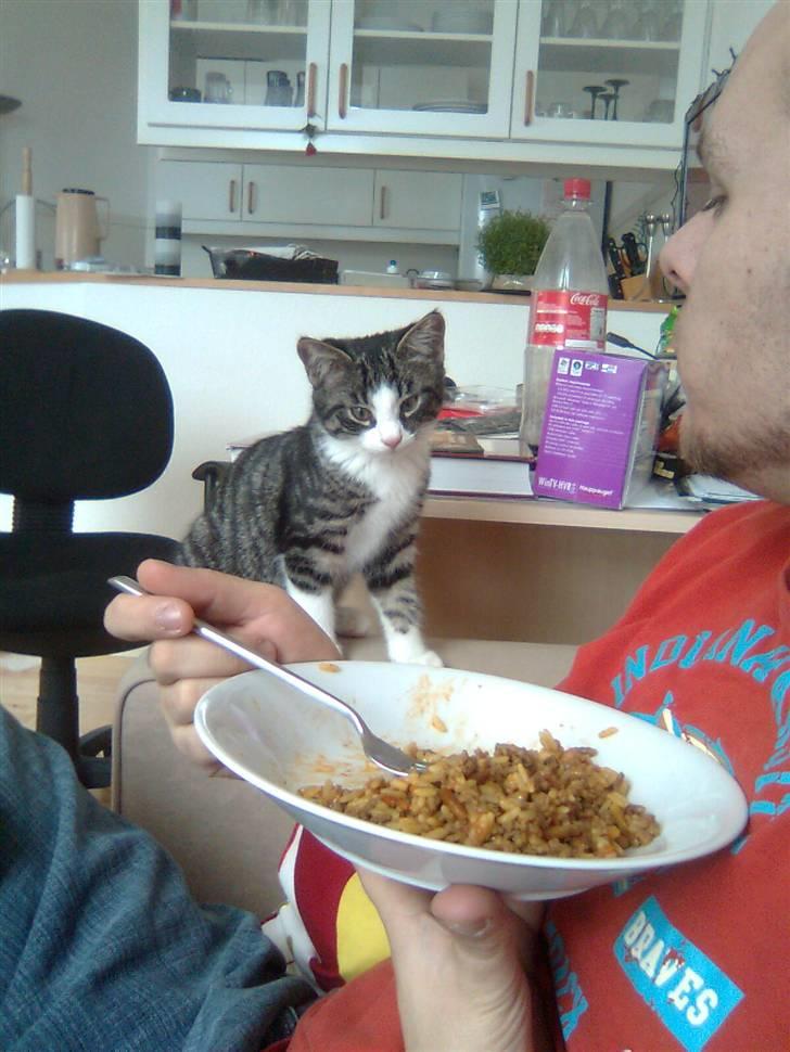 Huskat Morgan - Tiggerøven i hjemmet ;) billede 12