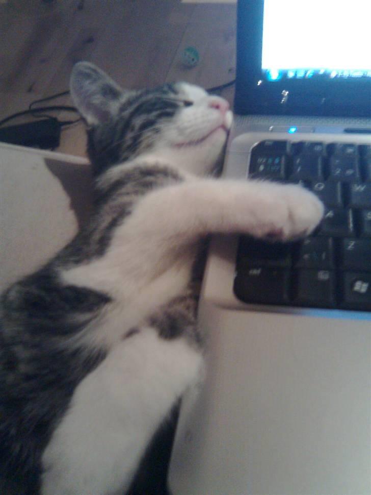 Huskat Morgan - Han putter så med computeren :) billede 13