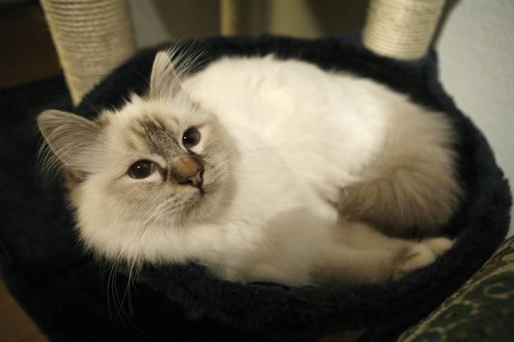 Hellig Birma Lille My's Sigurd billede 15