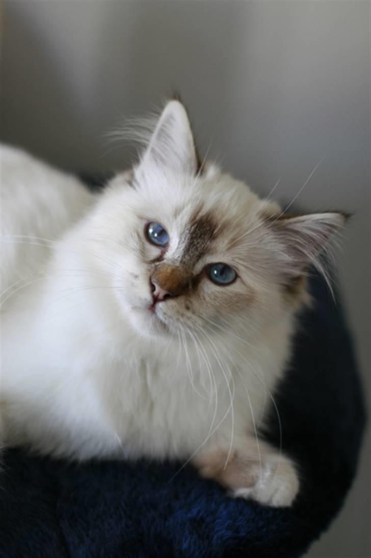 Hellig Birma Lille My's Sigurd billede 16