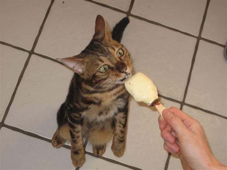 Bengal Zodiac Midnight Gold - Dejlig is billede 1