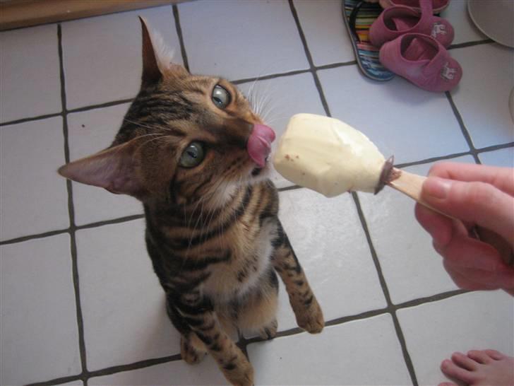 Bengal Zodiac Midnight Gold - Den is er da bare for god..Stik mig noget mere!!!! billede 2