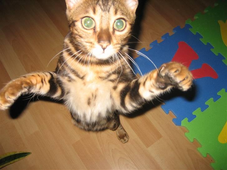 Bengal Zodiac Midnight Gold - Jeg er så stor!!! billede 3