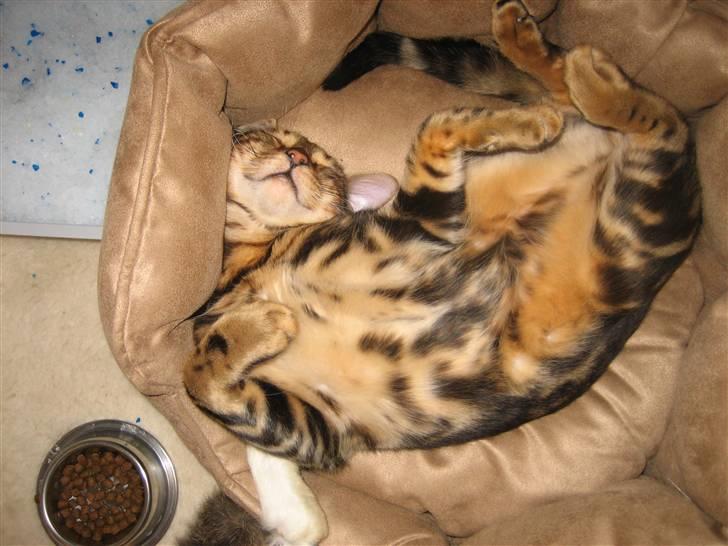 Bengal Zodiac Midnight Gold - For fedt og være til udstilling!!! billede 4