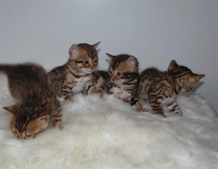 Bengal Zodiac Midnight Gold - Her er alle 4 fire fra kuldet,og de har bare smukke farver billede 5