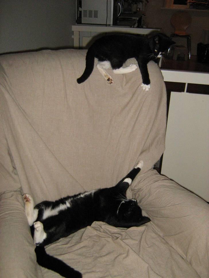 Huskat Middi R.I.P 3. juni 2017 - Så fik Middi selskab af vores kat nr. 2 Pixie otober 2008 billede 7