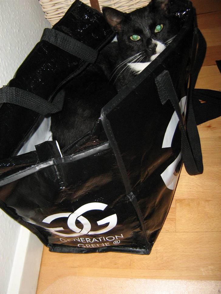 Huskat Middi R.I.P 3. juni 2017 - Middi har indtaget mit indkøbsnet :-) billede 8