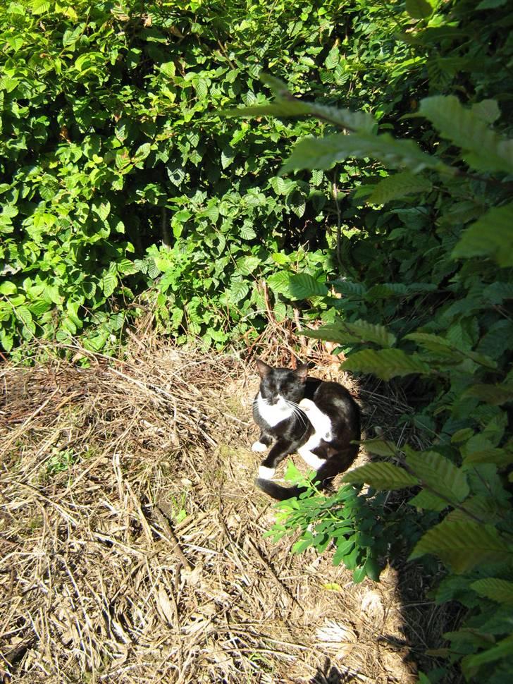 Huskat Middi R.I.P 3. juni 2017 - soler sig i haven sommer 2008 billede 9