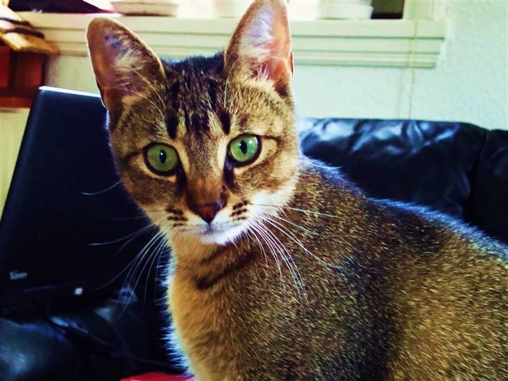 Huskat Mis - Modelbillede (Synes hun selv) billede 10