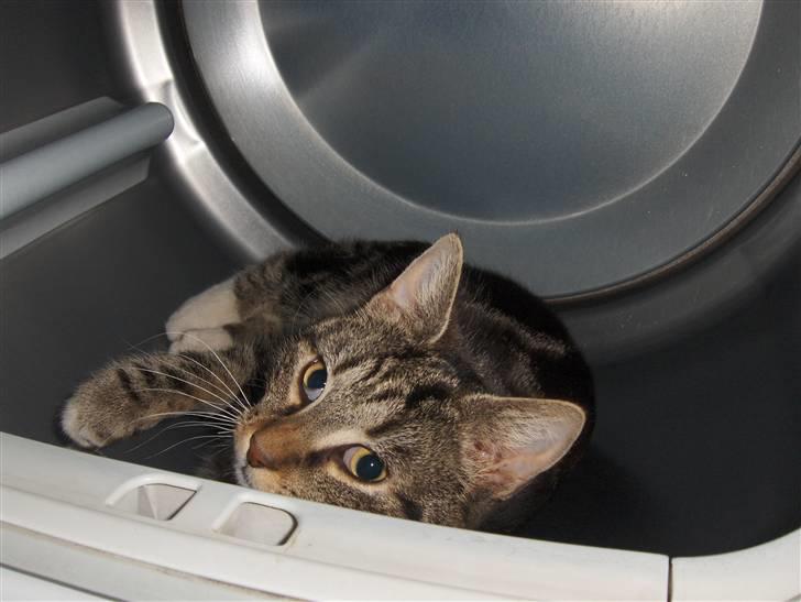 Blanding af racer Valentin ( Valle ) billede 13