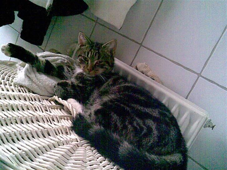 Blanding af racer Valentin ( Valle ) billede 14