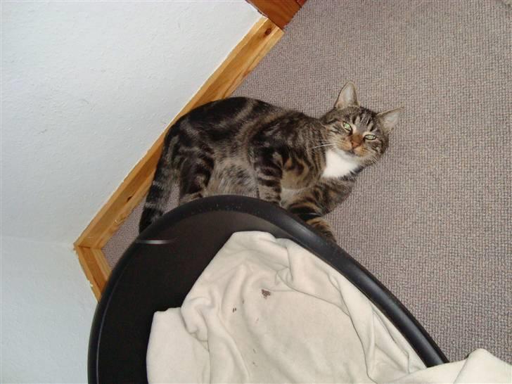 Blanding af racer Valentin ( Valle ) billede 15